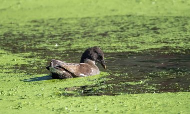 Moorhen (Gallinula kloropus) genç, İsveç 'in güneyindeki Skane' de küçük bir gölde yüzer..