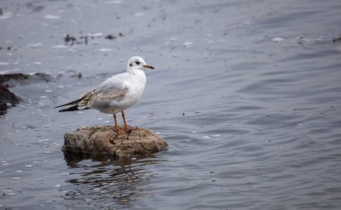 Black-headed Gull (Chroicocephalus ridibundus) at Ottenby, southern tip of Oland, Sweden. clipart