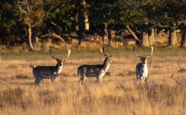 Ottenby Doğa Koruma Alanı 'nda (Ottenby Doğa Koruma Alanı) Avrupa Fallow Deer (Dama dama).