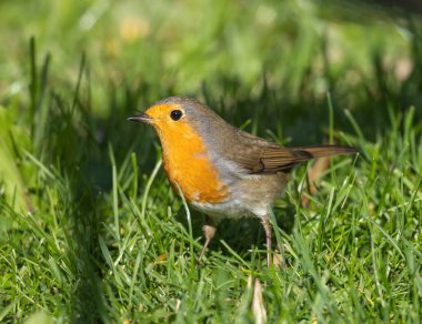 Avrupalı Robin (Erithacus rubecula), Ottenby, İsveç 'in güney ucunda, göç zamanında.