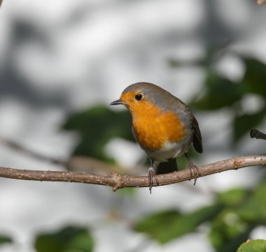 European Robin (Erithacus rubecula) in migrationtime, at Ottenby, southern tip of Oland, Sweden. clipart