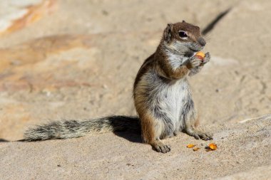 Barbary Ground Squirrel (Atlantoxerus getulus) at Fuerteventura, Canary Islands, Spain. clipart