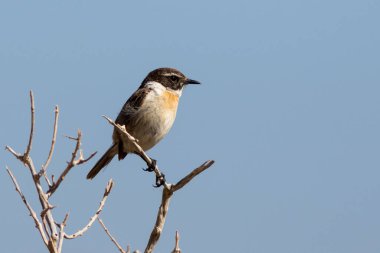 Endemik tür Kanarya Adaları Taşkakanı (Saxicola dacotiae), İspanya 'nın Kanarya Adaları Fuerteventura kentindeki bir ağaçta bulunur..