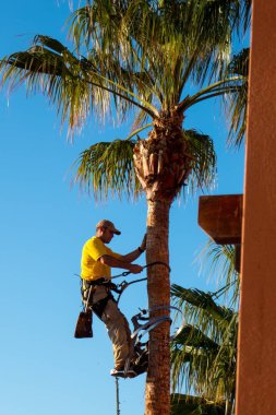 Güney Fuerteventura Adası, Kanarya Adaları 'ndaki bir otel alanında bahçe işleri..