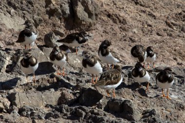 Ruddy Turnstone (Arenaria interpres) in winter-plumage, at Fuerteventura, Canary Islands, Spain. clipart