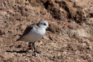 Sanderling (Calidris alba) in winter-plumage, at Fuerteventura, Canary Islands, Spain. clipart