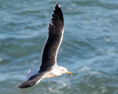 Yellow-legged Gull (Larus michahellis) adult, flying at the east coast of Fuerteventura, Canary Islands, Spain. clipart