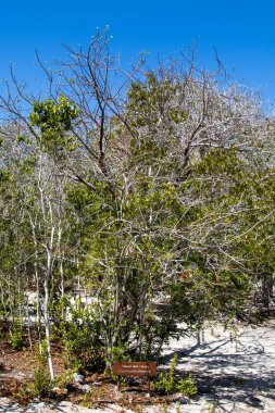 Dominik Cumhuriyeti 'nin güneyindeki Catalina Adası' ndaki Botanik Doğa Parkı, Karayipler.