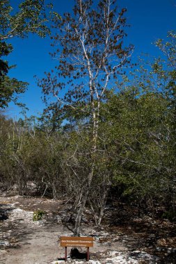 Botanic nature park on Isla Catalina on the southern part of Dominican Republic, Caribbean. clipart