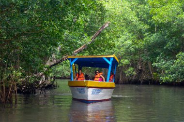 Mangrove Ormanı 'nda tur teknesi ve Karayipler' in kuzeyindeki Laguna Gri-Gri bataklığı..