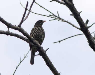 Palmchat (Dulus dominicus) Kuzey Dominik Cumhuriyeti, Karayipler 'de bir ağaçta oturuyor..