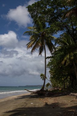 Kıyı şeridi ve plaj orman'ın kuzeyinde Caribbean Dominik Cumhuriyeti.