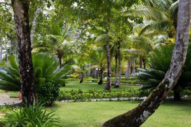 Dominik Cumhuriyeti, Karayipler 'in kuzeyindeki Grand Bahia Principe Oteli' nin güzel otel bahçesi..