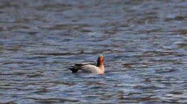 İsveç 'in güneyindeki Skane' de küçük bir gölde yüzen Avrasya Wigeon (Mareca Penelope) erkeği.