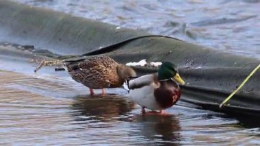 Mallard (Anas platyrhynchos) erkek ve dişi, Skane, İsveç 'in güneyinde küçük bir gölde yiyecek arıyorlar..