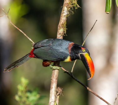 Orta Amerika, Kosta Rika 'nın güneyindeki Las Cruces Biyolojik İstasyonu' ndaki bir yağmur ormanında alev gagalı Aracari (Pteroglossus frantzii).