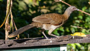 Orta Amerika, Kosta Rika 'nın güneyindeki Las Cruces Biyolojik İstasyonu yakınlarındaki bir yağmur ormanında gri başlı Chachalaca (Ortalis cinereiceps).