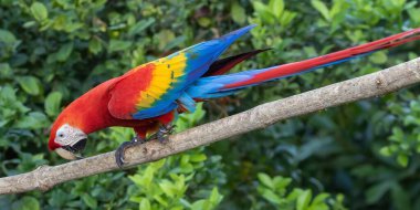 Orta Amerika 'nın batısındaki Carara Ulusal Parkı' nda Tarcoles Nehri yakınında Scarlet Macaw (Ara macao).
