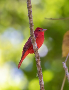 Summer Tanager (Piranga rubra) erkek, Orta Kosta Rika 'da Suenos del Bosque yakınlarında bulut ormanında..