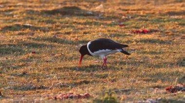 İstiridye avcısı (Haematopus ostralegus) Güney Oland, İsveç 'te bir plaj çayırında yemek arıyor..