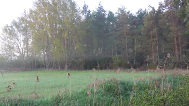 Sabahın erken saatlerinde İsveç 'in güneyindeki Oland Adası' nda kuş ötüşüyle.