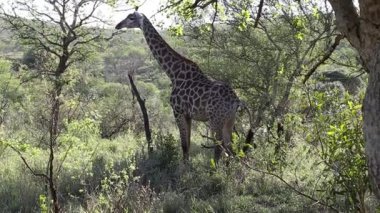 Zürafa (zürafa zürafa), bir oyun yedek Moholoholo kuzeydoğu Güney Afrika için yoğun orman içinde.