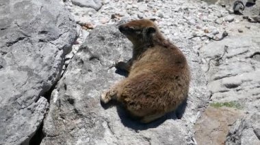 Rock Hyrax (Procavia capensis) Atlantik Okyanusu kıyısındaki Stony Point Sığınağı, Bettys Körfezi, Batı Burnu, Güney Afrika.