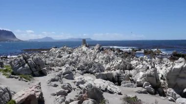 Bettys Körfezi 'ndeki Stony Point' teki karabataklar koruma alanı, Batı Burnu, Güney Afrika.