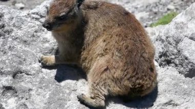 Rock Hyrax (Procavia capensis) Atlantik Okyanusu kıyısındaki Stony Point Sığınağı, Bettys Körfezi, Batı Burnu, Güney Afrika.