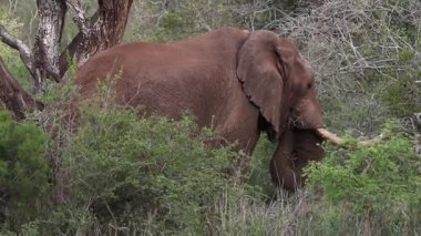 Afrika fili (Loxodonta africana), bir doğa rezerv Kwazulu-Natal, Güney Afrika.