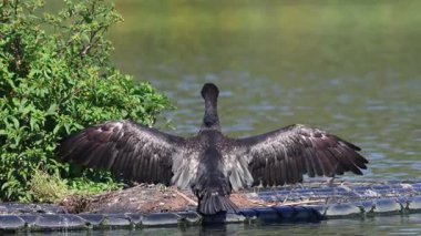 Büyük Karabatak (Phalacrocorax carbo) yaz mevsiminde, İsveç 'in güneyindeki Skane' de küçük bir gölde.