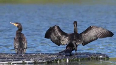 Büyük Karabatak (Phalacrocorax carbo) yaz mevsiminde, İsveç 'in güneyindeki Skane' de küçük bir gölde.
