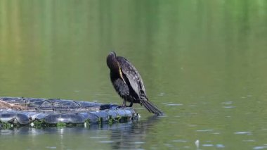 Büyük Karabatak (Phalacrocorax carbo) yaz mevsiminde, İsveç 'in güneyindeki Skane' de küçük bir gölde.