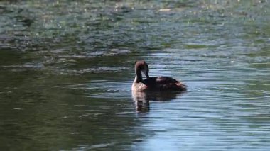 Büyük Tepe (Podiceps kristali) İsveç 'in güneyindeki Skane' de küçük bir gölde yüzüyor..