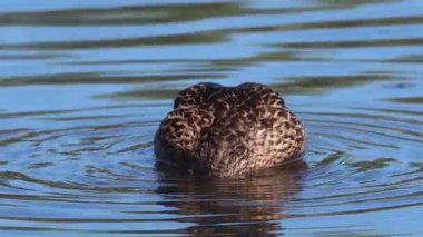 Mallard (Anas platyrhynchos), İsveç 'in güneyindeki Skane şehrinde yaz mevsiminde yüzen bir kadın..