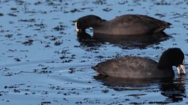 İsveç 'in güneyindeki Skane' de küçük bir gölde yüzen Avrasya Kelebeği (Fulica atra) yaz mevsiminde.