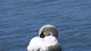 Yazın Skane, İsveç 'te küçük bir gölde yüzen Dilsiz Kuğu (Cygnus olor)..