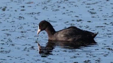 İsveç 'in güneyindeki Skane' de küçük bir gölde yüzen Avrasya Kelebeği (Fulica atra) yaz mevsiminde.