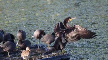 Büyük Karabatak (Phalacrocorax carbo) yaz mevsiminde, Güney İsveç 'te Skane' de küçük bir göldeki bir platformda coots ile.