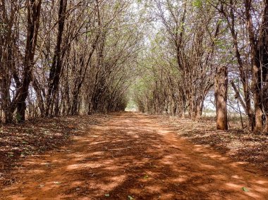 Kuru ağaçların arasındaki patika