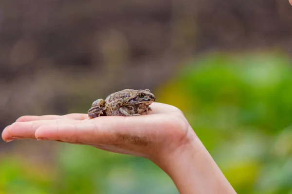 girl hold a toad in the palm of her hand. Selective focus. Nature