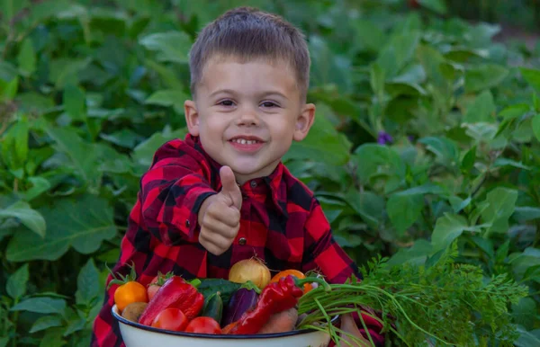Дитина Тримає Руках Урожай Овочів Вибірковий Фокус Природа — стокове фото