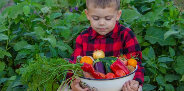 Ett Barn Håller Skörd Grönsaker Sina Händer Selektivt Fokus Natur — Stockfoto
