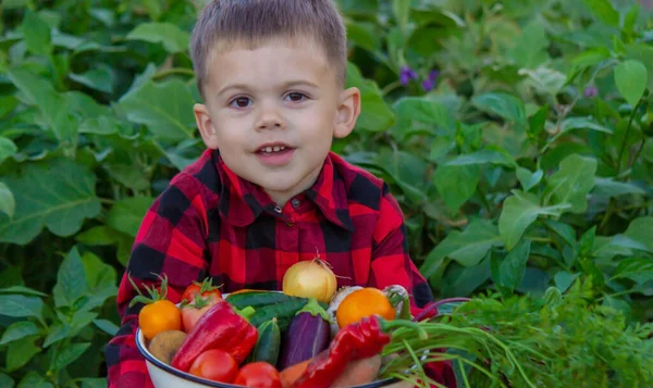 Bir Çocuk Elinde Sebze Hasadı Tutuyor Seçici Odaklanma Doğa — Stok fotoğraf