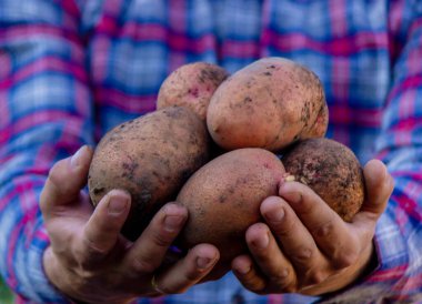 Bir çiftçi taze toplanmış bir patates mahsulünü elinde tutuyor. seçici odak