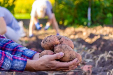 Bir çiftçi taze toplanmış bir patates mahsulünü elinde tutuyor. seçici odak