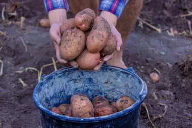 Bir çiftçi taze toplanmış bir patates mahsulünü elinde tutuyor. seçici odak