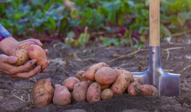 Bir çiftçi taze toplanmış bir patates mahsulünü elinde tutuyor. seçici odak