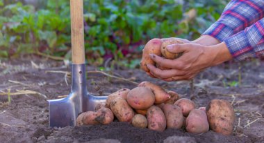 Bir çiftçi taze toplanmış bir patates mahsulünü elinde tutuyor. seçici odak