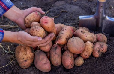 Bir çiftçi taze toplanmış bir patates mahsulünü elinde tutuyor. seçici odak